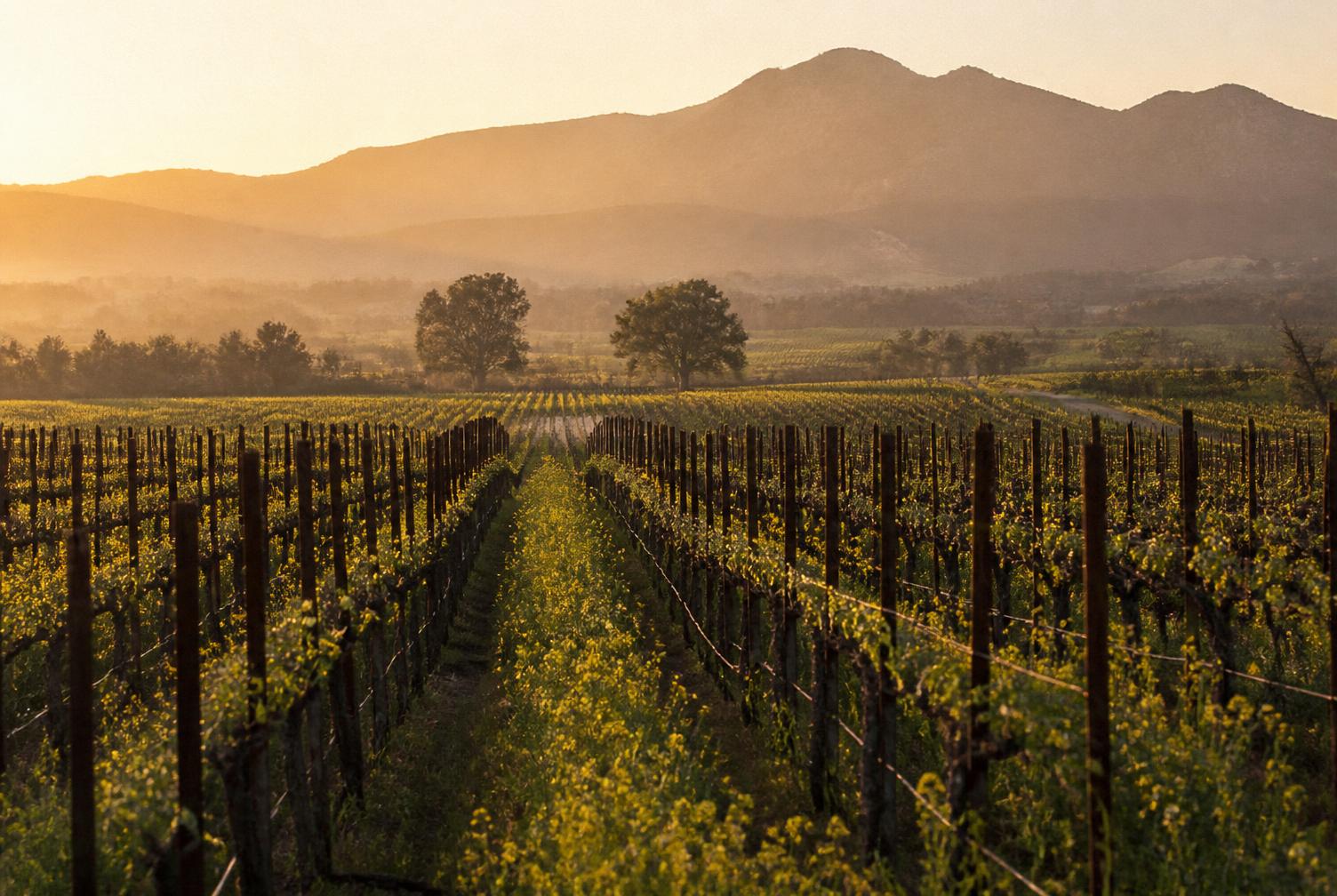 Beaulieu Vineyard